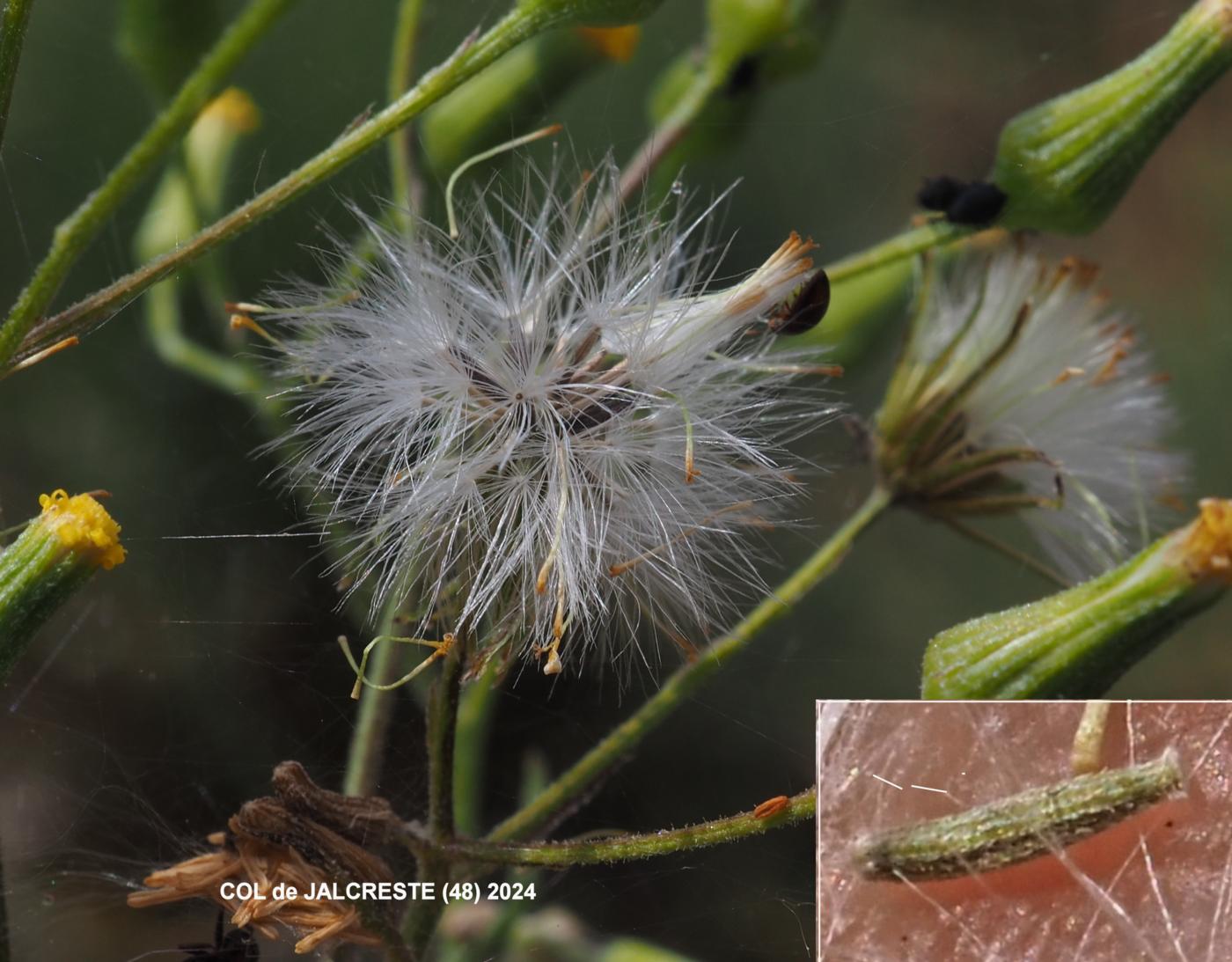 Groundsel, Wood fruit